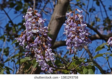 Fowers And Young Leaves Of Princesstree, Paulownia Tomentosa