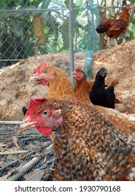 Fowl Pox Effected Chicken In Backyard Poultry Farm 