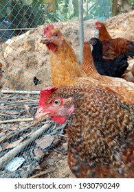 Fowl Pox Effected Chicken In Backyard Poultry Farm 