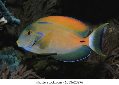 Fowler's surgeonfish (Acanthurus fowleri); reef tank