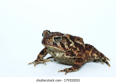 Fowler's Toad