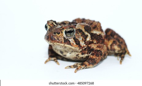 Fowler's Toad