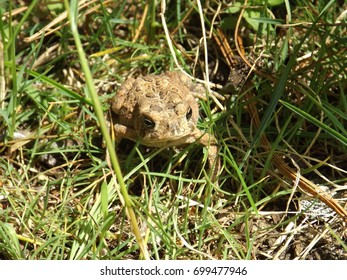 Fowler's Toad