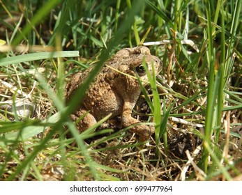 Fowler's Toad