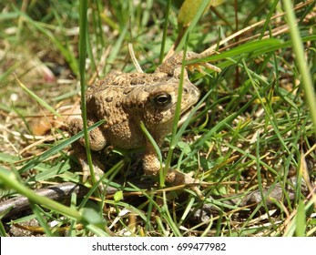 Fowler's Toad