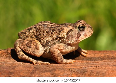 Fowlers Toad (Anaxyrus Bufo Fowleri) On A Log With A Green Background