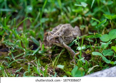 Fowlers Toad Sitting In The Grass.