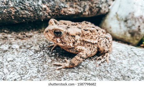 Fowlers Toad Sitting On Rocks, Up Close In Nature