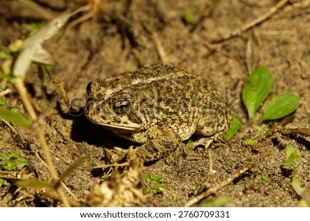 Fowlers Toad in the USA
