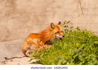 fox