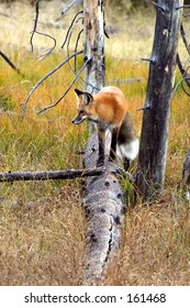 Fox