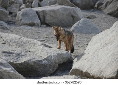 Fox