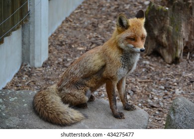fox