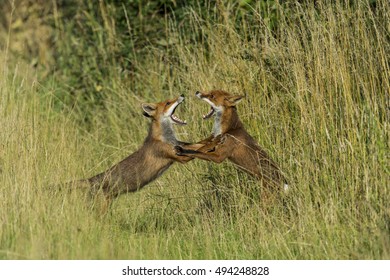 Fox