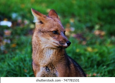 fox