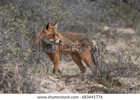 Similar – Red Fox Science & Research