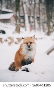 Fox Animal  Snow Japan Winter 