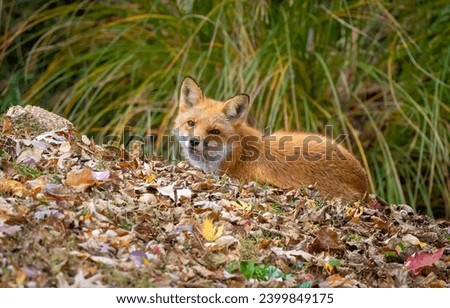 Fox in autumn. Portrait of a fox in the autumn forest. Red fox in autumn. Autumn fox portrait