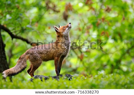 Fox with beatiful forrest background