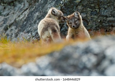 Fox Behaviour. Fight Of Cute Little Arctic Foxes, Vulpes Lagopus, In The Nature Rocky Habitat, Svalbard, Norway. Action Wildlife Scene From Europe.