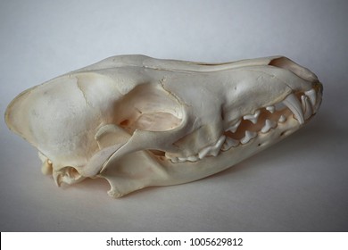 Fox Bone Skull