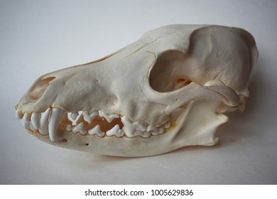 Fox Bone Skull