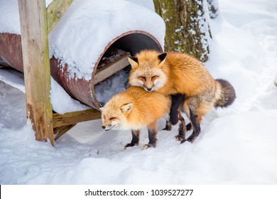 Fox Breeding (animal Breeding) Which Is Male And Female Were Mixed Breed Each Other. Every February Is Mating Season