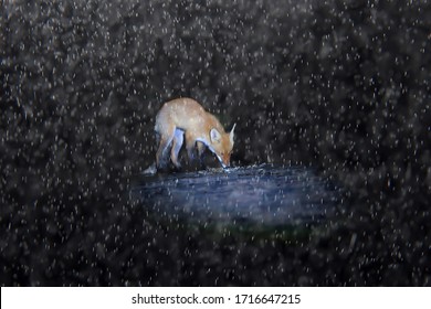Fox Camera Trap Wildlife Animal At Night