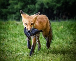 Fox Carrying A Common Grackle In Its Mouth