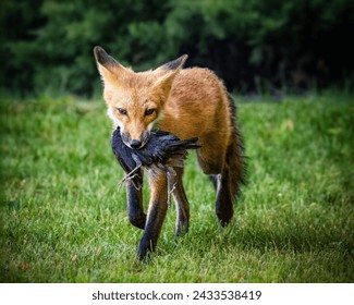 Fox carrying a Common Grackle in its mouth