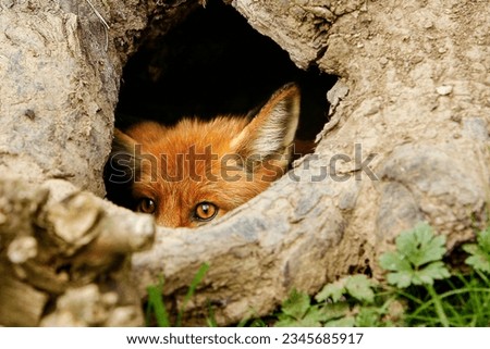 Fox cautiously peeks over the edge of its den in a tree trunk.