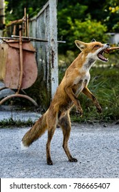 Fox In Chernobyl