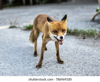 Fox In Chernobyl