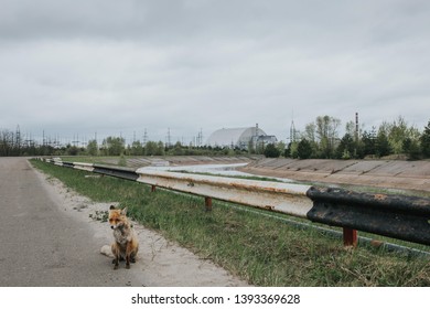 Fox And Chernobyl NPP. Chernobyl.