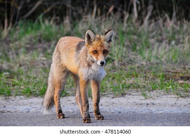 Fox In Chernobyl Zone