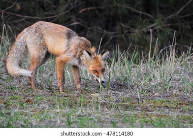 Fox In Chernobyl Zone