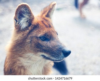 a fox in close up