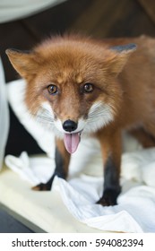 Fox close up