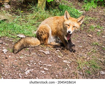 Fox In Close-up With View To The Viewer. The Animal Has No Fear And Looks Interested