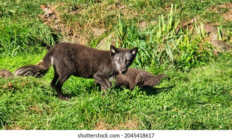 Fox In Close-up With View To The Viewer. The Animal Has No Fear And Looks Interested