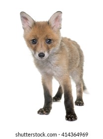 fox cub in front of white background