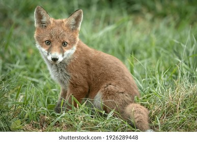 Fox Cub On The Grass, Close Up In Scotland, Uk, In The Springtime