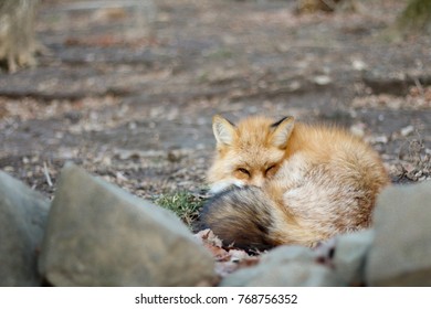 A fox is curling up in the forest