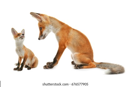 Fox And Cute Cub On White Background