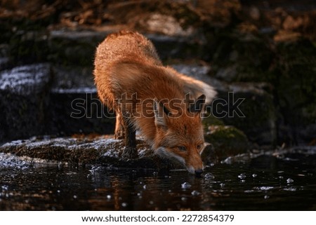 Fox drinks, orange evening light. Orange fur coat animal in nature habitat. Fox drink water from river stream. Red Fox hunting, Vulpes vulpes, wildlife scene from Europe. Evening sunset, Poland