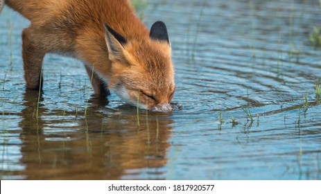 Fox Drinks Water From The River