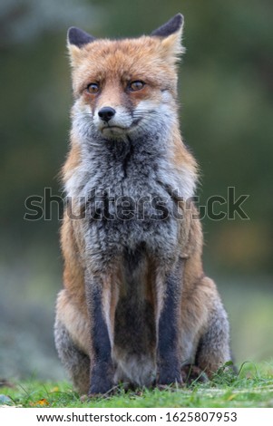 Similar – Image, Stock Photo European Red Fox