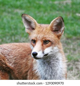 Fox in dusk