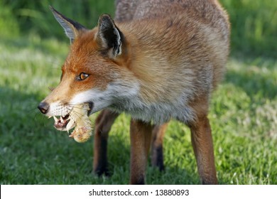 Fox Eating Chicken