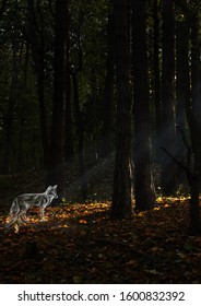 Fox Fairytale Drawing Mysterious Forest Stock Photo Edit Now